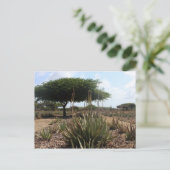 Carte Postale Aloe factory aruba (Debout devant)