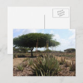 Carte Postale Aloe factory aruba (Devant / Derrière)