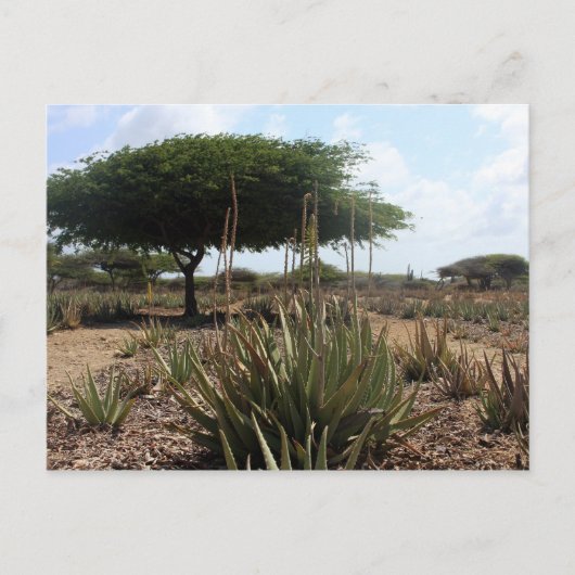 Carte Postale Aloe factory aruba (Devant)