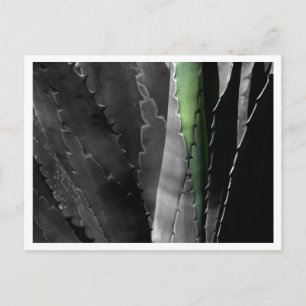 Carte Postale Aloe - Photographie d'art fine en noir et blanc