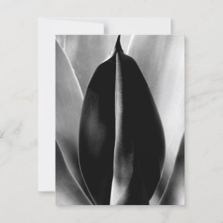 Carte Postale Aloe - Photographie de Macro Art en noir et blanc