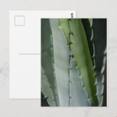 Carte Postale Aloe - Photographie de Macro Fine Art (Devant / Derrière)