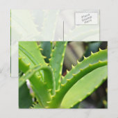 Carte Postale Aloe Vera (Devant / Derrière)