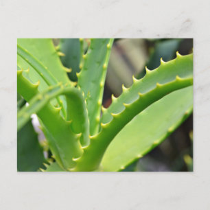 Carte Postale Aloe Vera