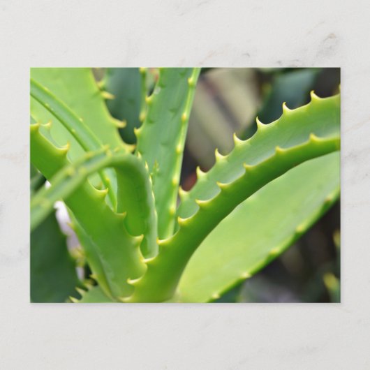 Carte Postale Aloe Vera (Devant)