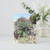 Carte postale Aloe Vera Cactus (Debout devant)