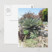 Carte postale Aloe Vera Cactus (Devant / Derrière)