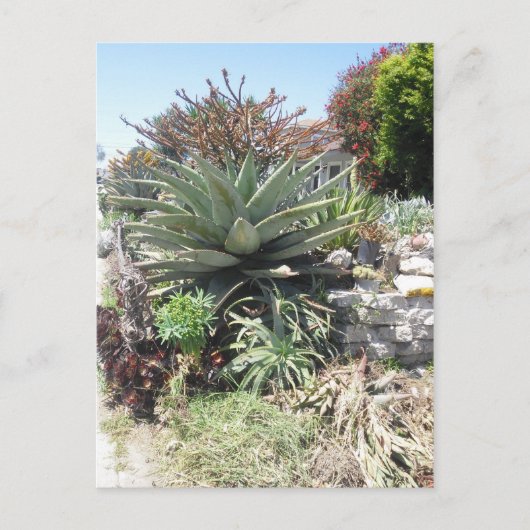 Carte postale Aloe Vera Cactus (Devant)