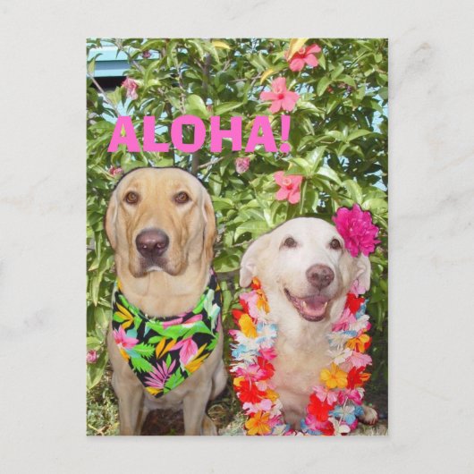 CARTE POSTALE ALOHA ! (Devant)