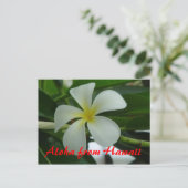 Carte Postale Aloha d'Hawaii (Debout devant)