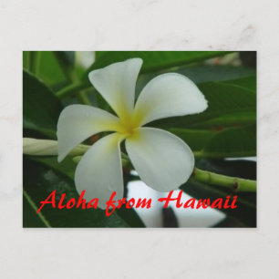 Carte Postale Aloha d'Hawaii
