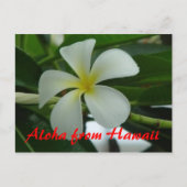 Carte Postale Aloha d'Hawaii (Devant)