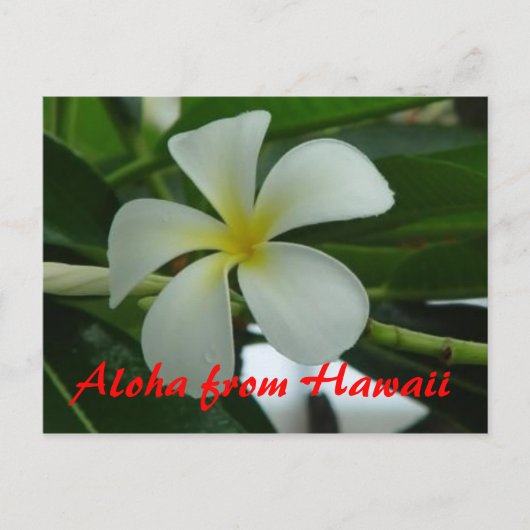 Carte Postale Aloha d'Hawaii (Devant)