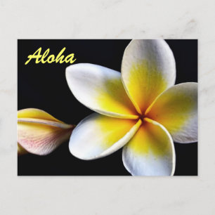 Carte Postale Aloha Frangipani Hawaii Blossoms Plumerias