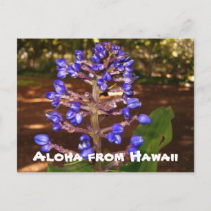 Carte Postale Aloha from Hawaii