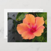 Carte postale ALOHA Hibiscus (Devant / Derrière)