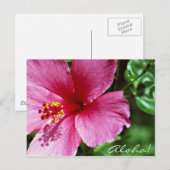 Carte Postale Aloha ! Ketmie rose (Devant / Derrière)