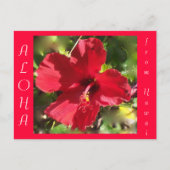 Carte Postale Aloha Rouge Hawaïen Hibiscus Fleur (Devant)