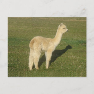Carte Postale Alpaca