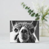 Carte Postale Alpaca (Debout devant)