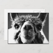 Carte Postale Alpaca (Devant / Derrière)