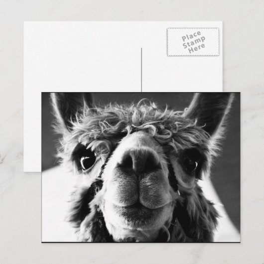 Carte Postale Alpaca (Devant / Derrière)