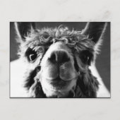 Carte Postale Alpaca (Devant)