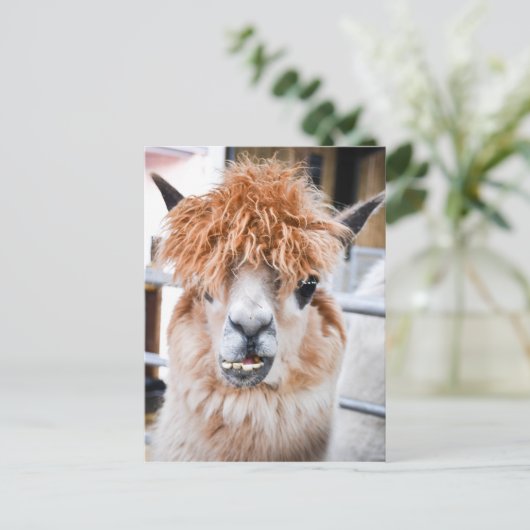Carte Postale Alpaca (Debout devant)