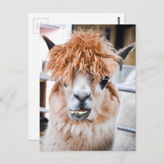 Carte Postale Alpaca (Devant / Derrière)