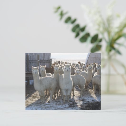 Carte postale Alpaca (Debout devant)