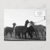 Carte postale Alpaca (Dos)