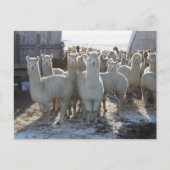 Carte postale Alpaca (Devant)