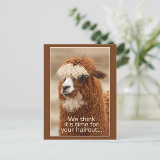 Carte postale Alpaca (Debout devant)