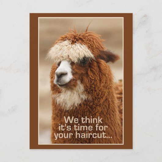 Carte postale Alpaca (Devant)