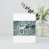 Carte Postale Alpaca (Debout devant)