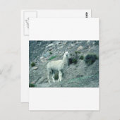 Carte Postale Alpaca (Devant / Derrière)