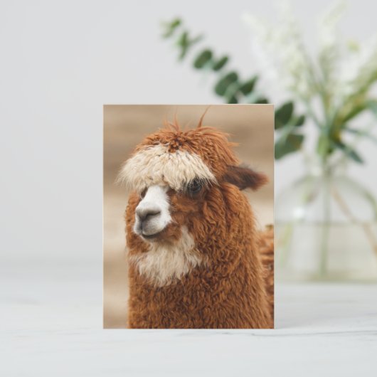 Carte postale Alpaca (Debout devant)