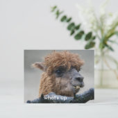 Carte Postale Alpaca (Debout devant)
