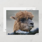 Carte Postale Alpaca (Devant / Derrière)