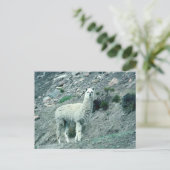 Carte Postale Alpaca (Debout devant)