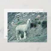 Carte Postale Alpaca (Devant / Derrière)