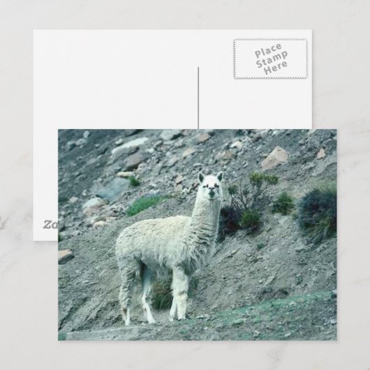 Carte Postale Alpaca (Devant / Derrière)