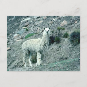 Carte Postale Alpaca