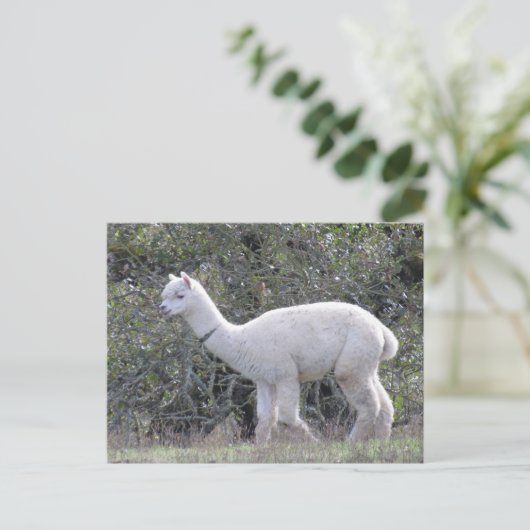 Carte postale - Alpaca blanc (Debout devant)