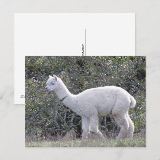 Carte postale - Alpaca blanc (Devant / Derrière)