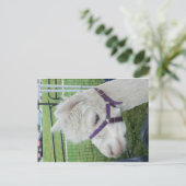 Carte Postale Alpaca blanc, 1 (Debout devant)