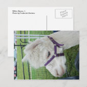Carte Postale Alpaca blanc, 1 (Devant / Derrière)
