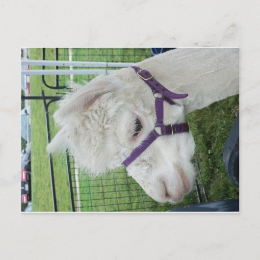 Carte Postale Alpaca blanc, 1 (Devant)