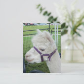 Carte Postale Alpaca blanc, 1 (Debout devant)