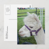 Carte Postale Alpaca blanc, 1 (Devant / Derrière)